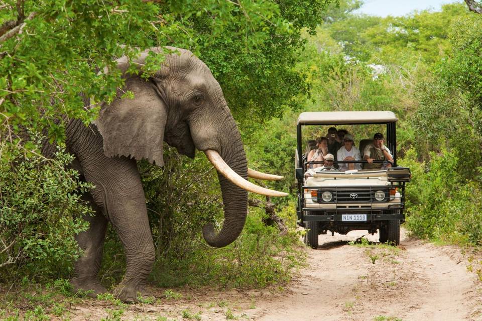 Safari sud africa