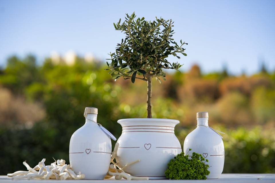 Orcio e bonsai olivo