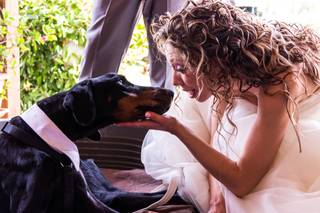 Wedding Dog Sitter