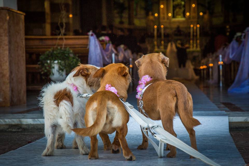 Wedding Dog Sitter Reggio