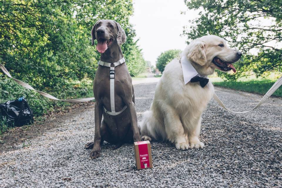 Wedding Dog Sitter