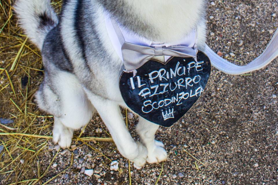 Wedding Dog Sitter Napoli