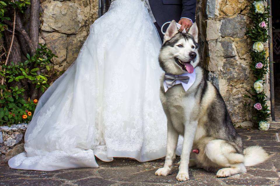 Wedding Dog Sitter Amalfi