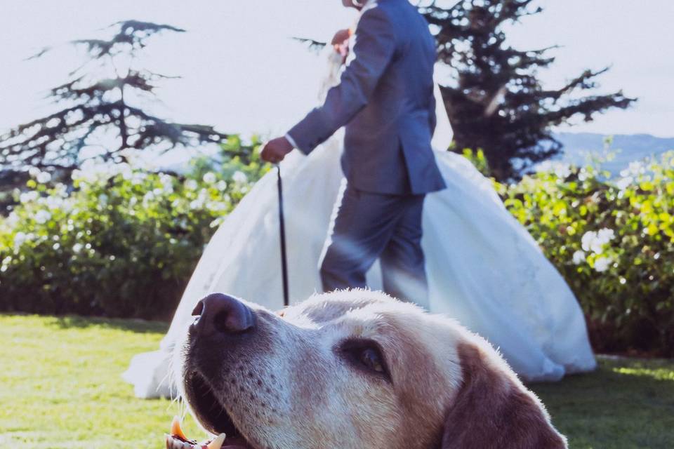 Wedding Dog Sitter Bologna