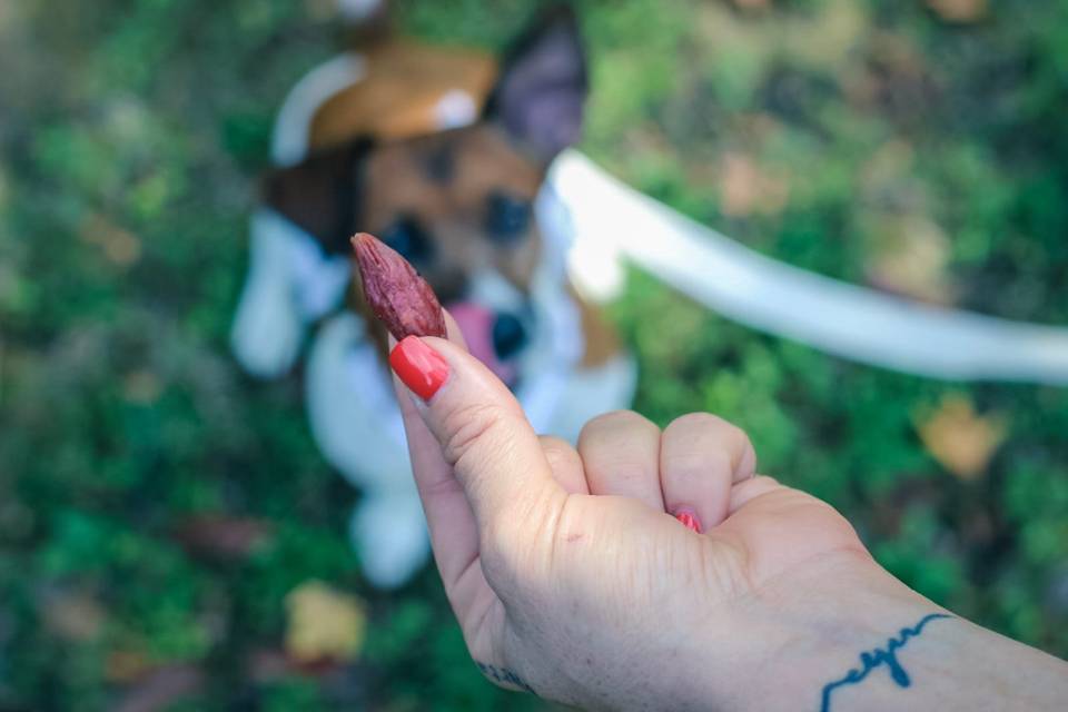 Premietti per cani