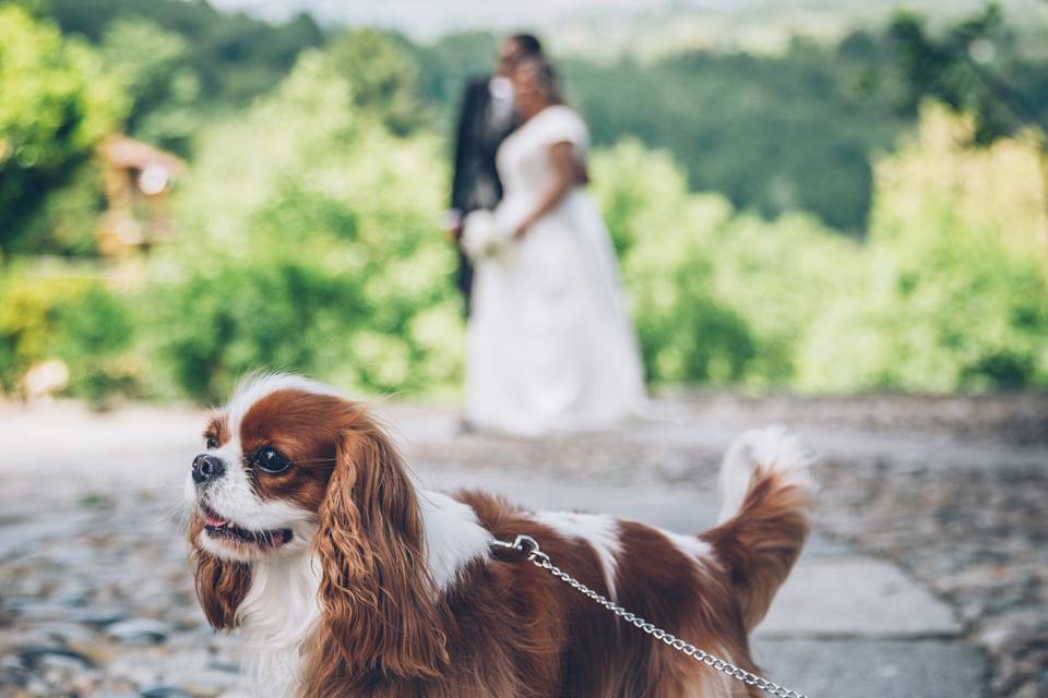 Dog sitter per matrimoni Bolog