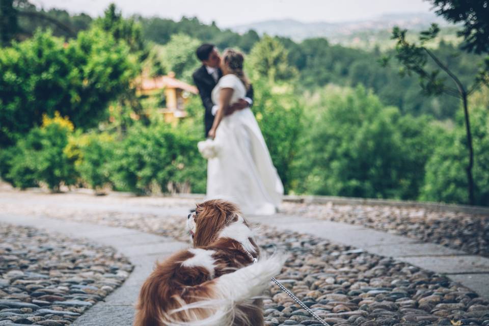 Wedding Dog Sitter Torino