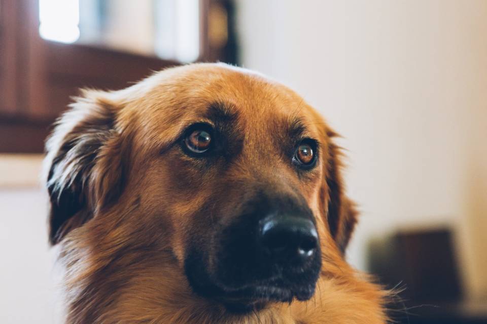 Sposi con il cane al matrimoni