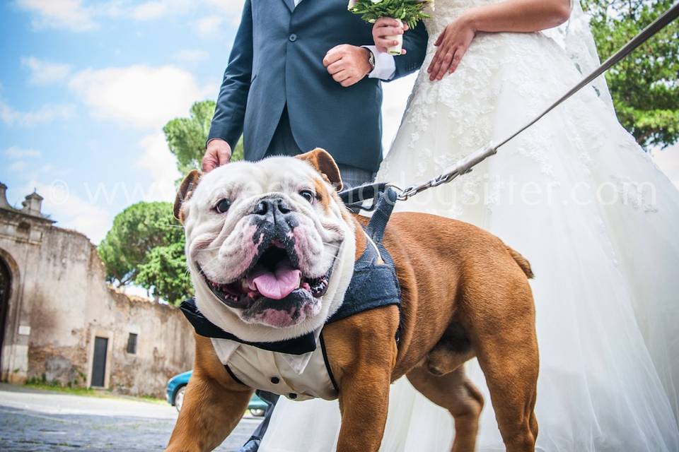 Sposa con il cane