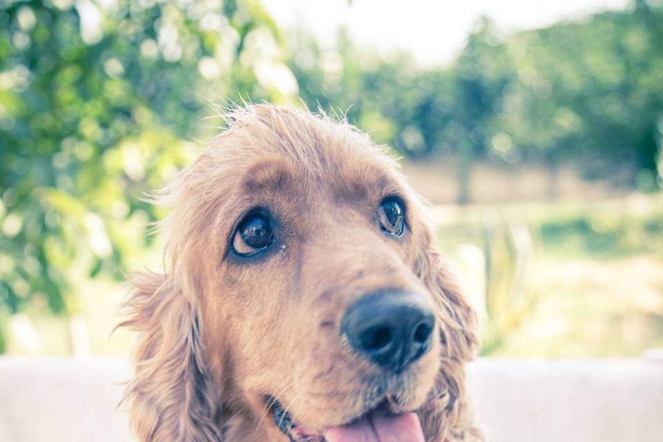 Wedding Dog Sitter Matera