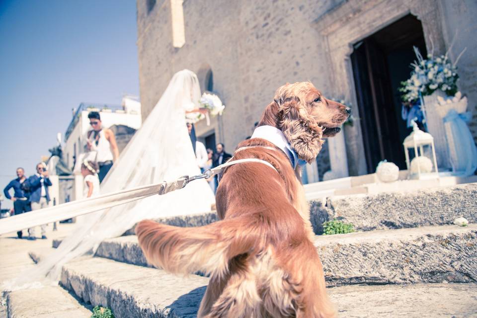 Wedding Dog Sitter Bari