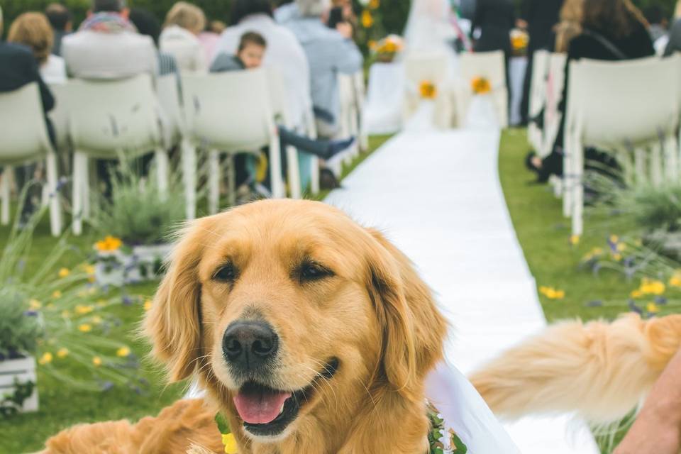 Portare il cane al matrimonio