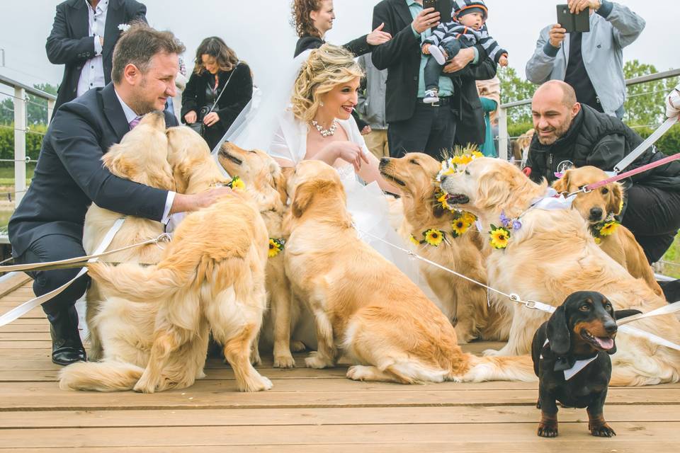 Wedding Dog Sitter