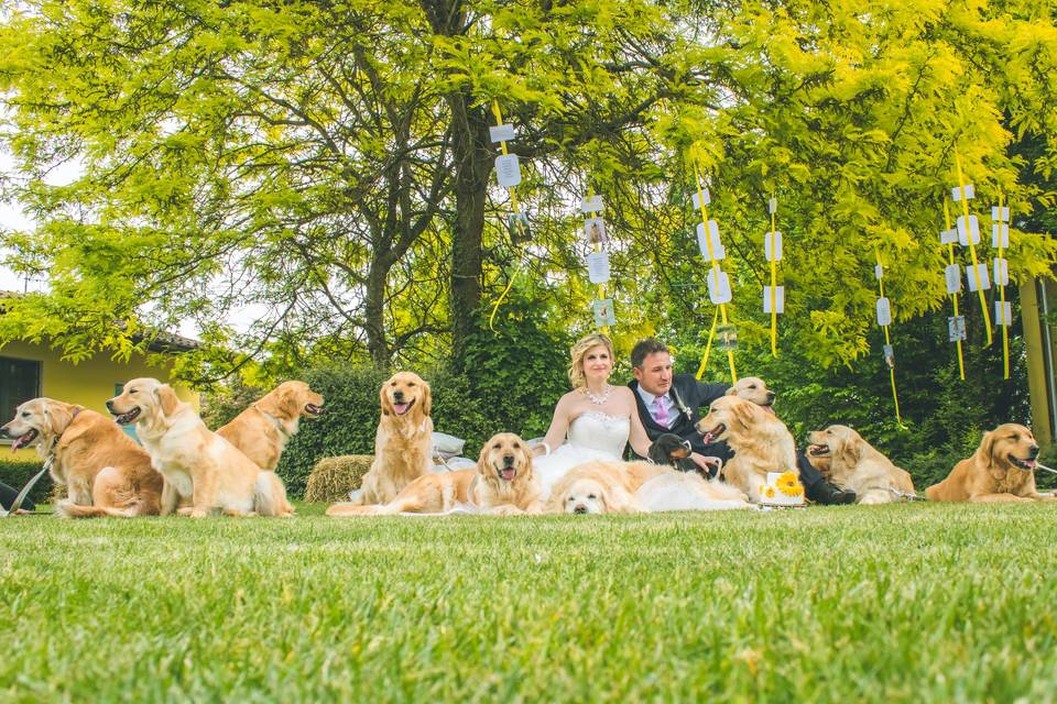 Wedding Dog Sitter