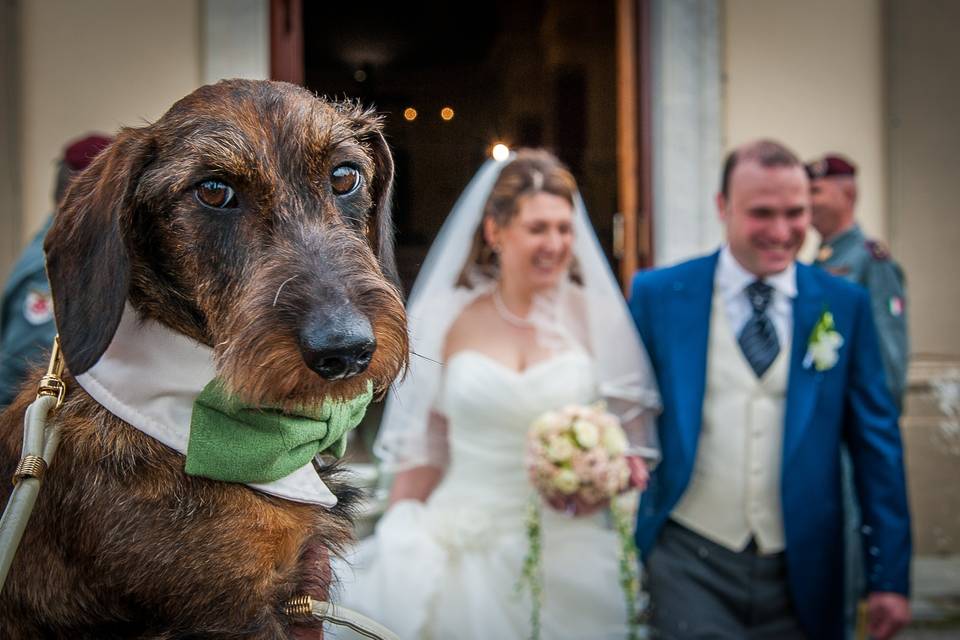 Wedding Dog Sitter Livorno