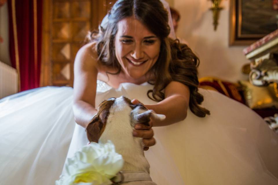 Wedding Dog Sitter Verona