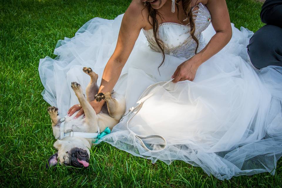 Wedding Dog Sitter