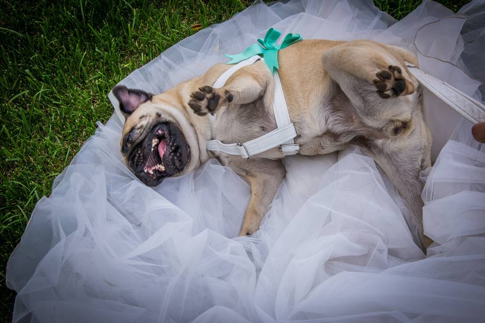 Wedding Dog Sitter Napoli