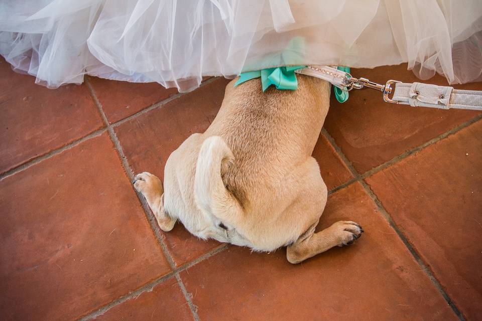 Wedding Dog Sitter Riccione