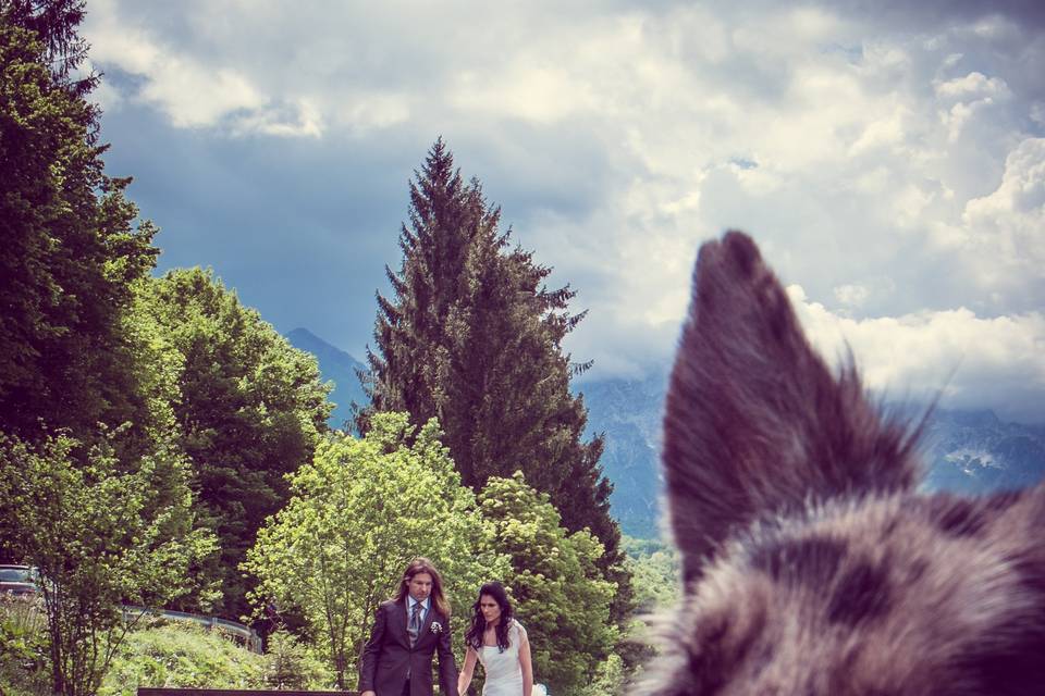 Wedding Dog Sitter