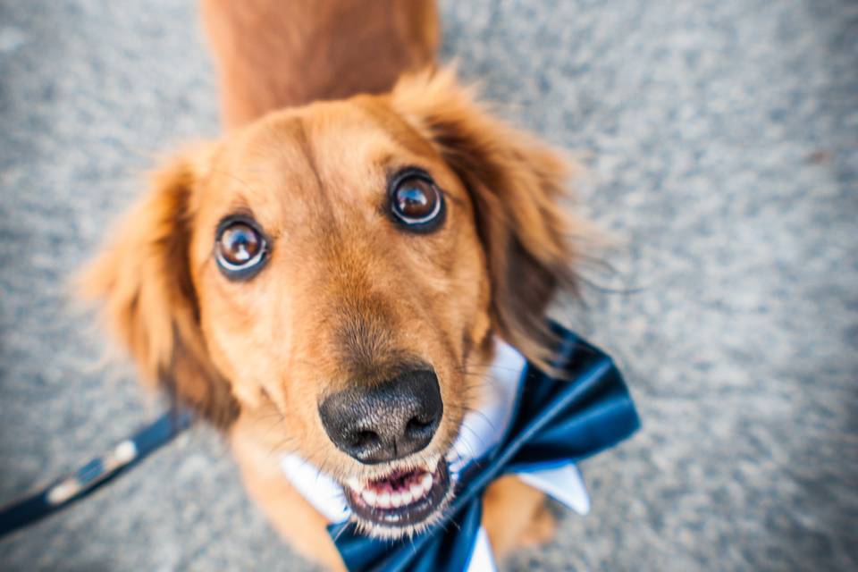 Wedding Dog Sitter