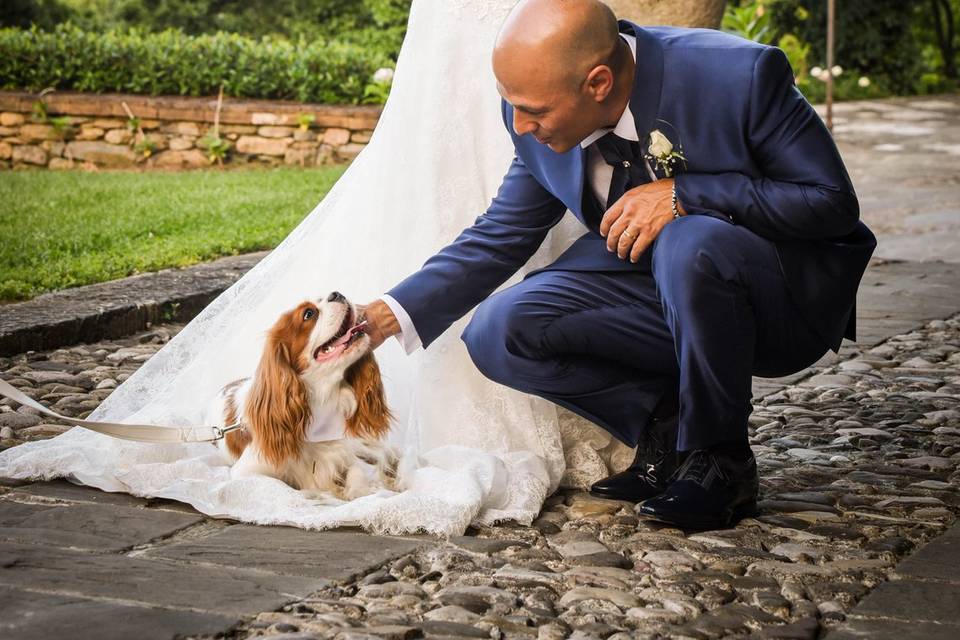 Wedding Dog Sitter