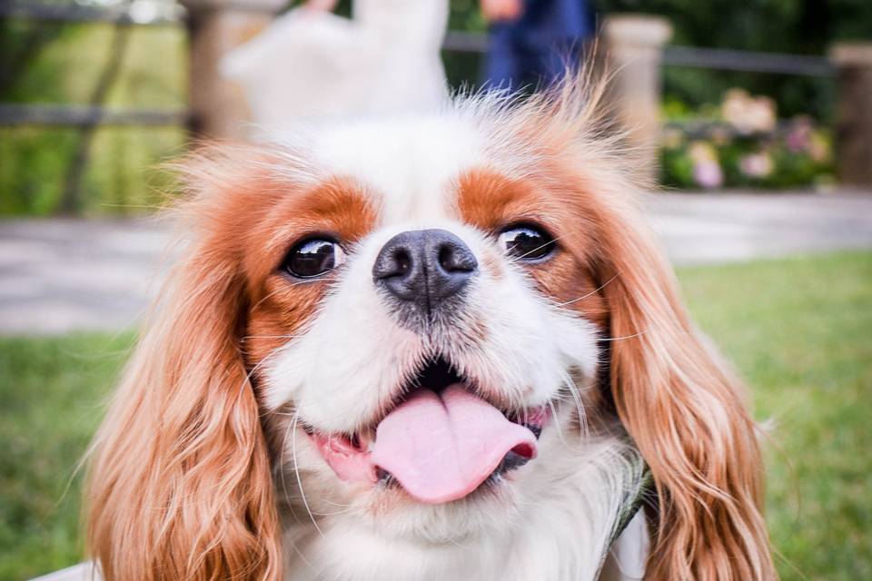 Cavalier king al matrimonio