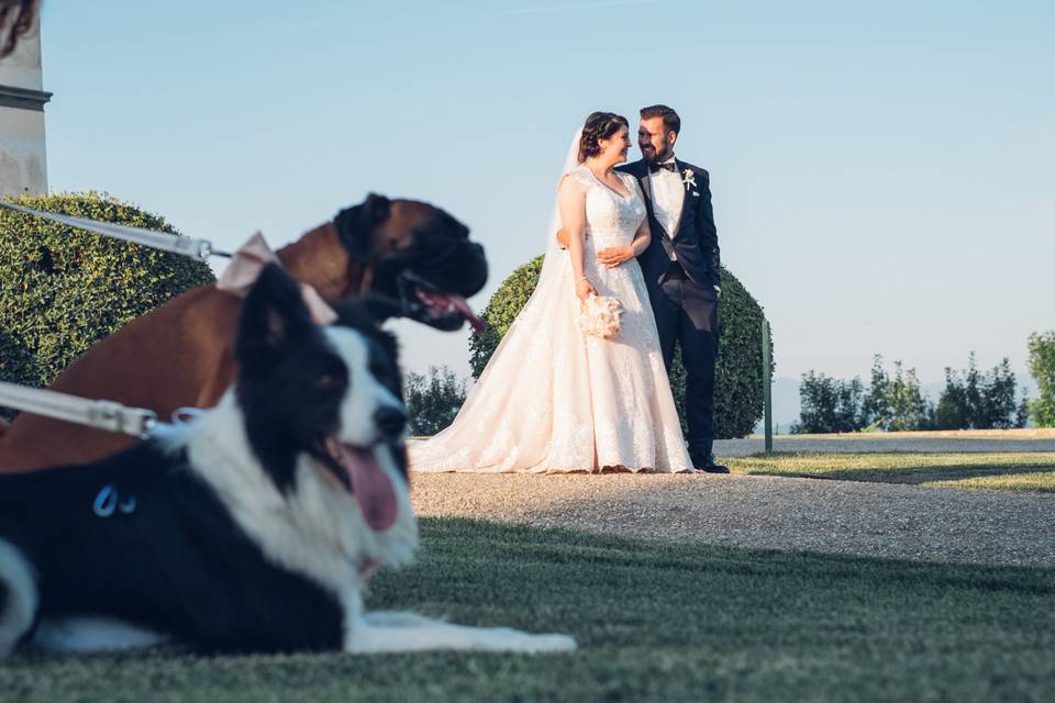 Wedding Dog Sitter