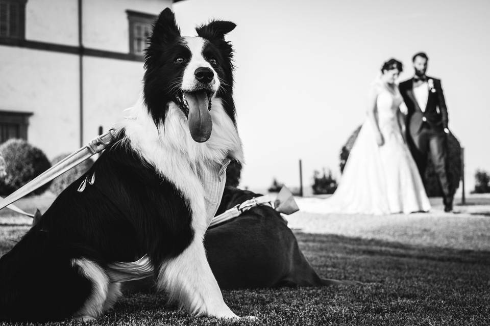 Wedding Dog Sitter Toscana