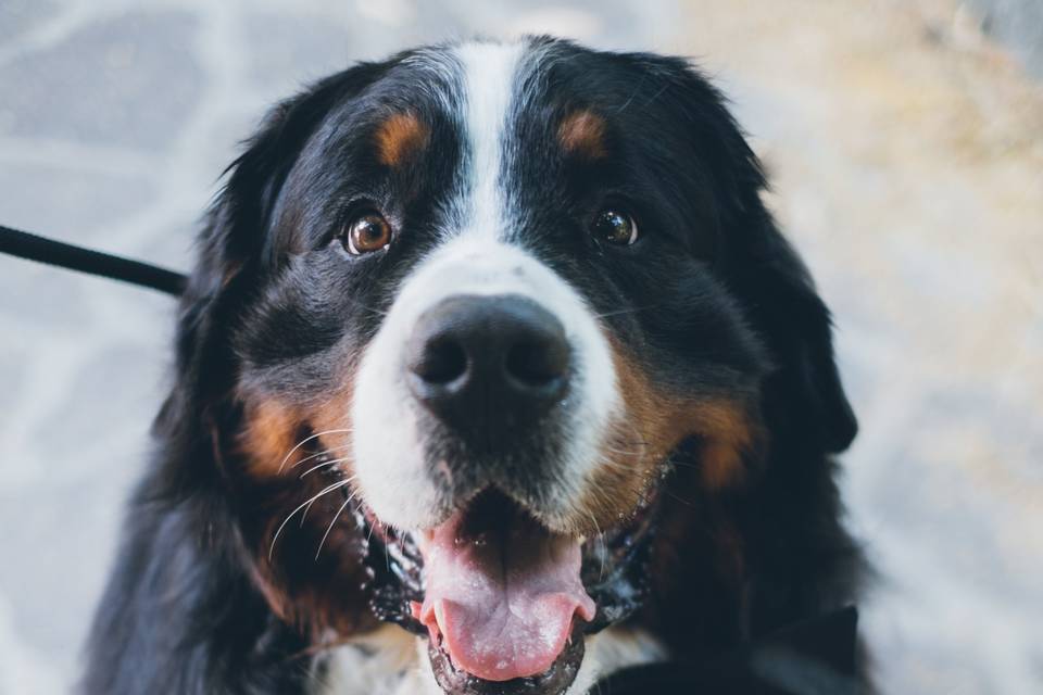 Wedding Dog Sitter