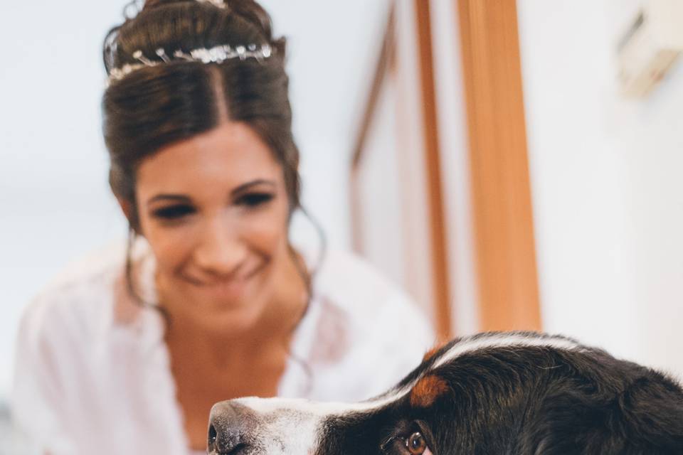 Wedding Dog Sitter