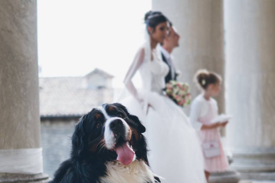 Wedding Dog Sitter