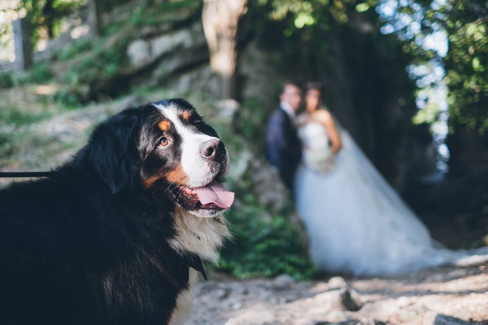 Wedding Dog Sitter