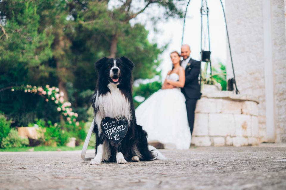 Wedding Dog Sitter