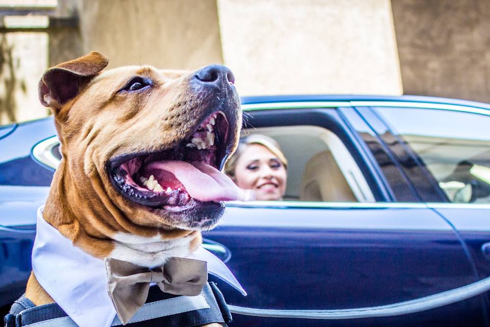 Wedding Dog Sitter Torino