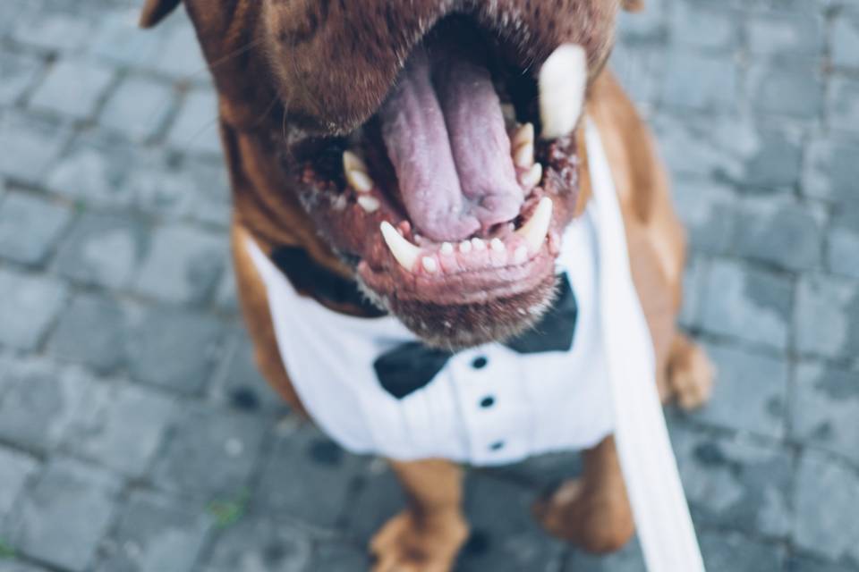Miss Wedding Dog Sitter Torino