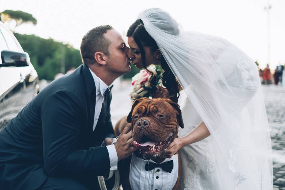 Wedding Dog Sitter