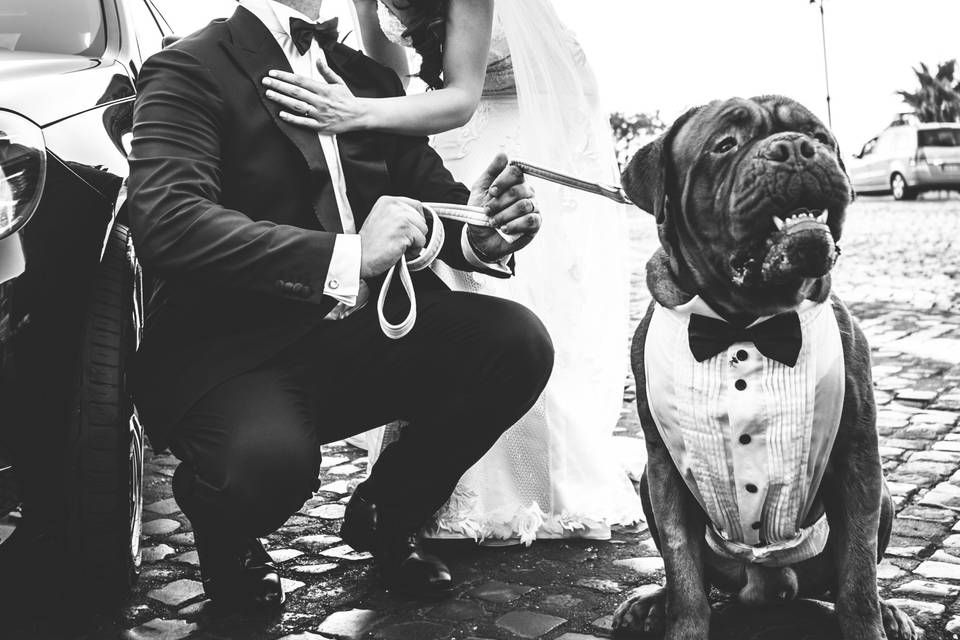 Wedding Dog Torino