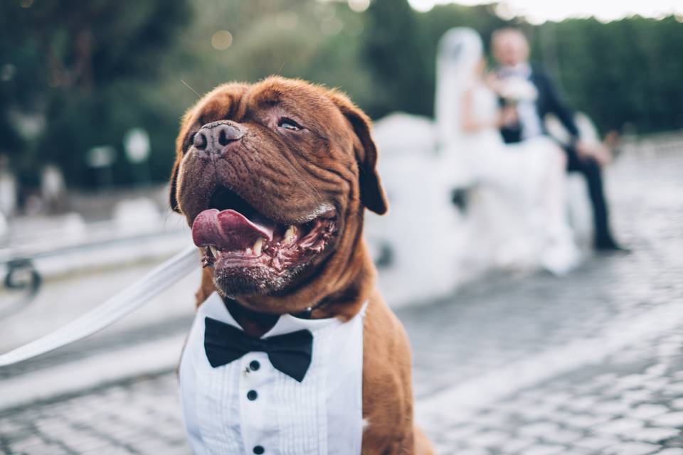 Wedding Dog Sitter