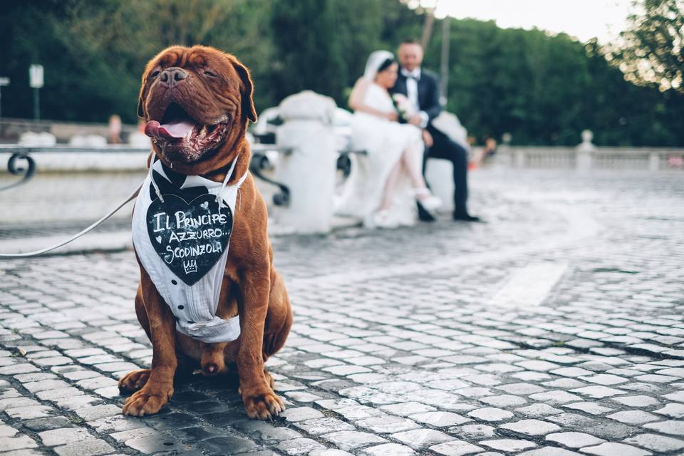 Cane al matrimonio