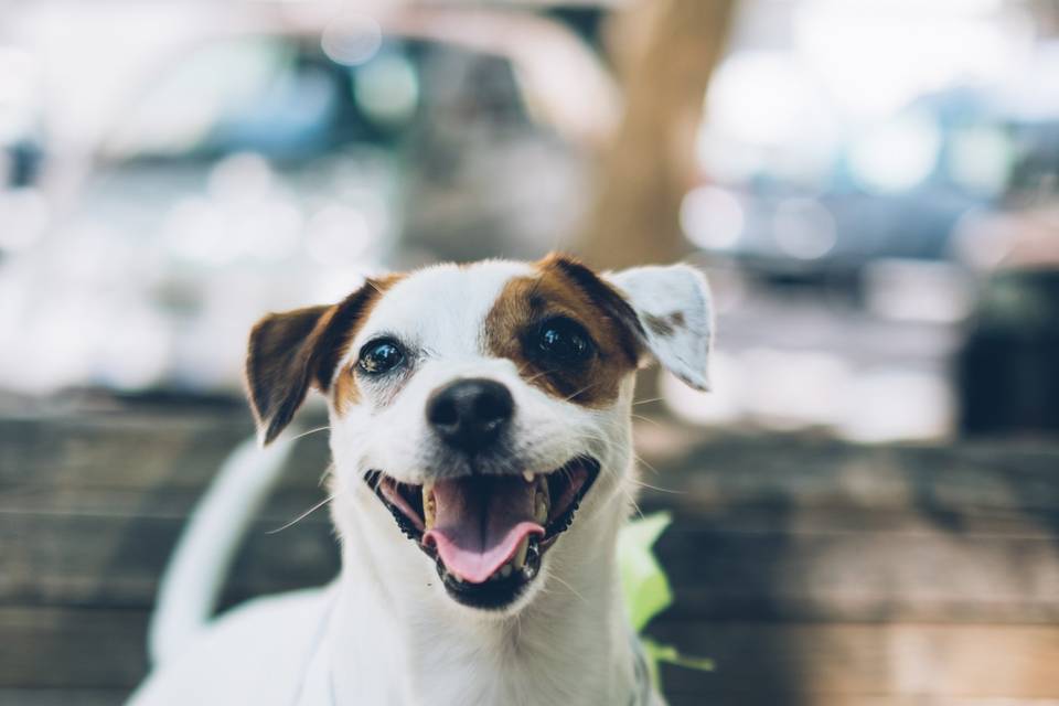 Matrimonio con i cani