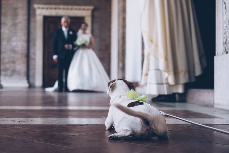 Dog Sitter matrimonio