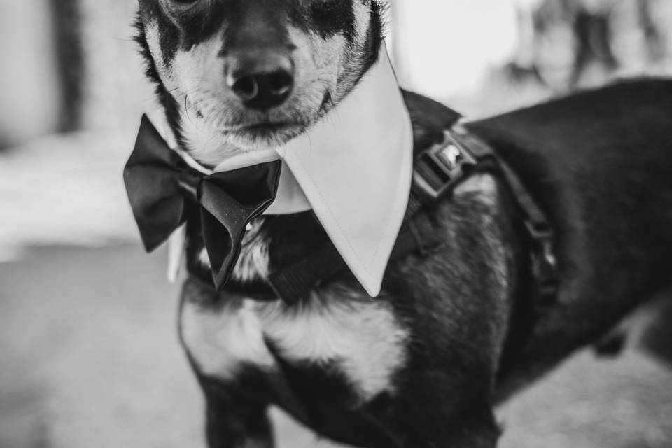 Wedding Dog Sitter