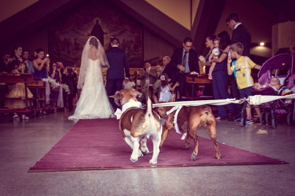 Wedding Dog Sitter Siracusa