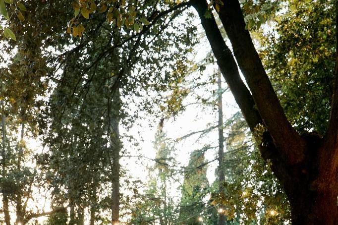 Cena nel bosco