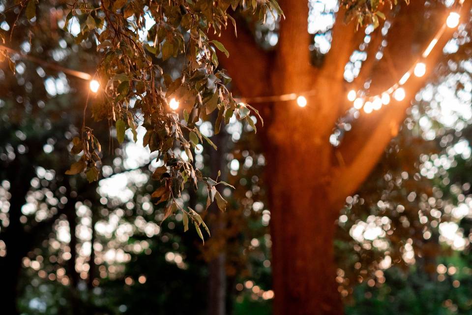 Cena nel bosco