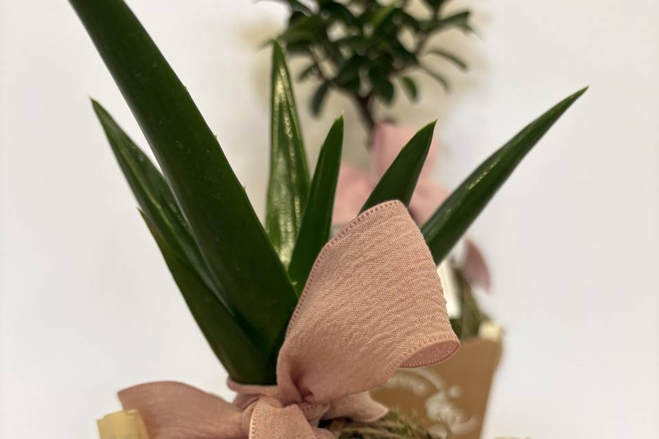 Kokedama con confezione