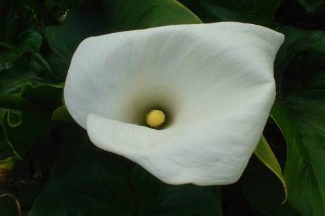 Fiori e Piante Maria Luisa