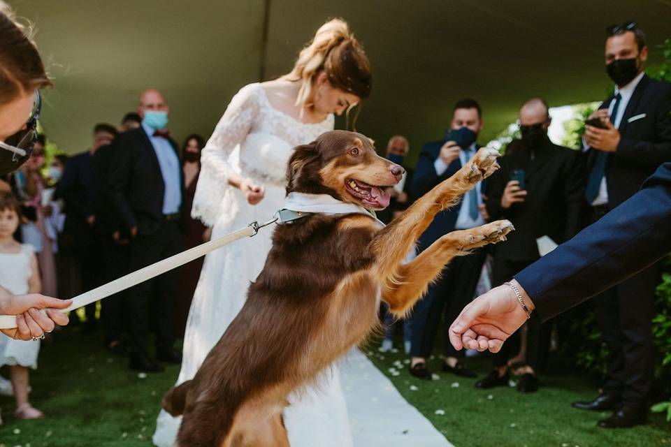 Le tue dogsitter per matrimoni