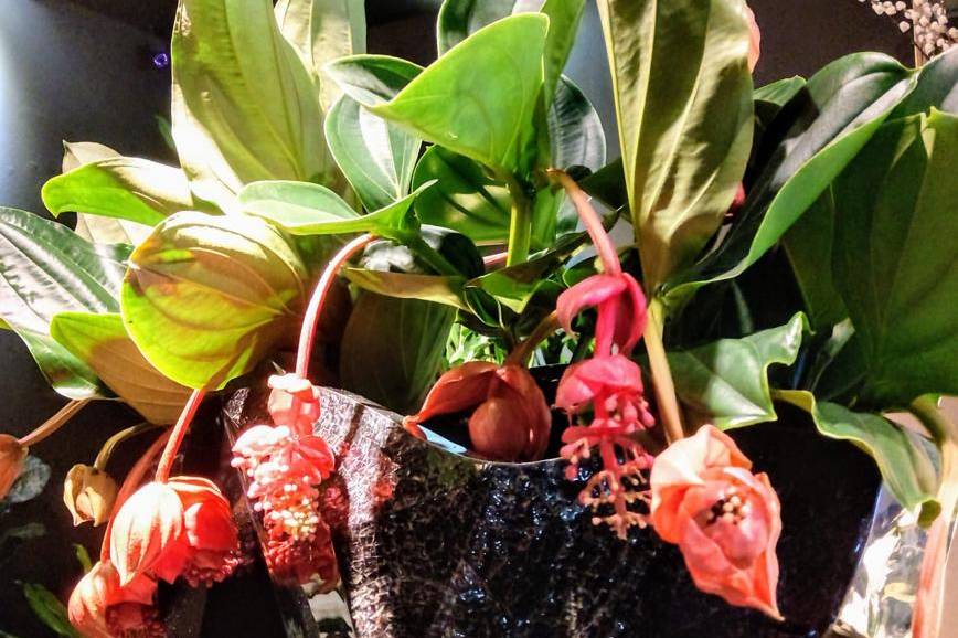 Le Bouquet